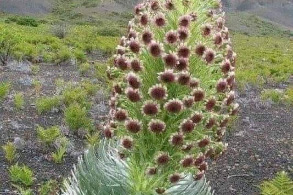 negocio1
