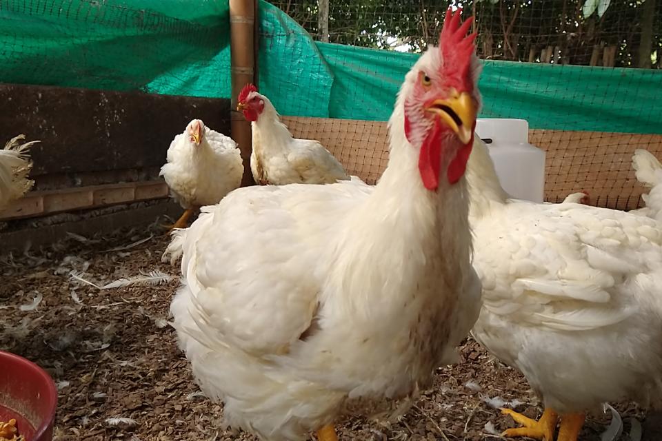 negocio4