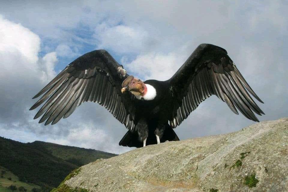 negocio1